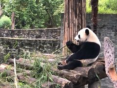 -都江堰中华大熊猫苑