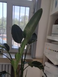 -瑶芳清颜草本祛痘