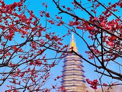 -红梅公园
