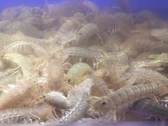 -V-ONE西雅图海鲜自助餐厅(仓山万达广场店)