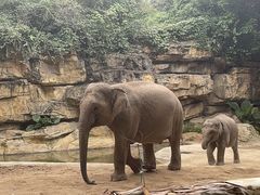 -广州长隆野生动物世界