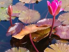 -国家植物园南园