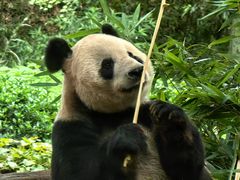 -都江堰中华大熊猫苑
