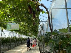 -金谷域澳洲庄园