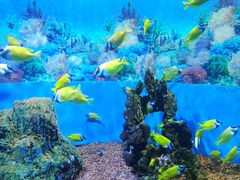 -海合安成都极地海洋公园