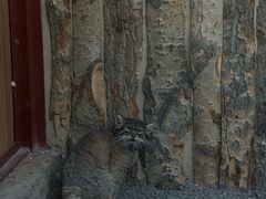 -青藏高原野生动物园