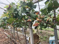 -马陆小张葡萄园农家乐