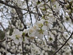 -桃花堤公园