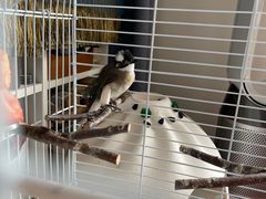 -瑞派·关忠动物医院·异宠专科·犬猫肿瘤·皮肤专科(望京店)