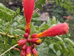 -北京西山国家森林公园