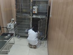 -米苏动物医院·犬猫专科·骨科外科内窥镜