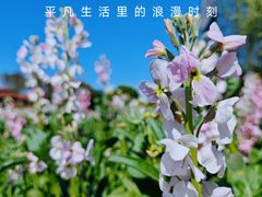 -厦门园林博览苑