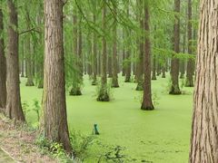 -渌洋湖湿地公园