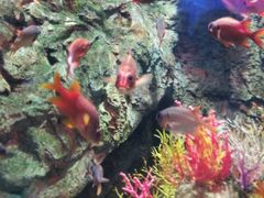 -太平洋海底世界