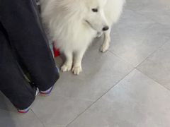 -伟伟宠物医院·CT影像中心·瑞派犬猫综合性门诊(汉口总院)