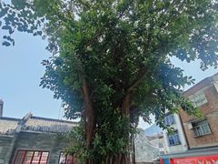 -悦城龙母祖庙