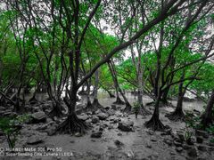 -宝安西湾红树林湿地公园