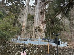 -天目山大树王景区