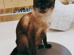 -飞行喵MR PILOT|猫舍·猫咖(静安大融城店)