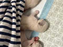 -momokira米努特·德文卷毛猫·棉花面纱犬