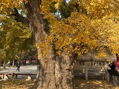 -北京石刻艺术博物馆(五塔寺)