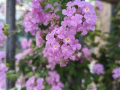 -中国科学院华南植物园