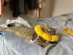 -佳雯宠物医院·皮肤科·内外科(春晓路分院)