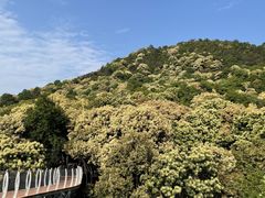-大余丫山旅游度假区