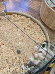 -卡通尼·Safari非洲探索乐园·生日会(金桥国际商业广场店)