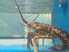-至尊鲨鱼·原烹海鲜·新浙菜(拱宸桥店)
