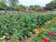 -国家植物园南园