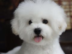 -翊宠yipet猫狗购宠庄园犬舍•猫舍