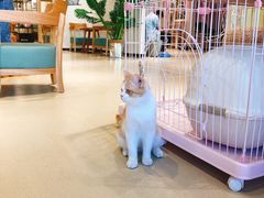 -藏猫猫咖啡主题馆(中央大道店)
