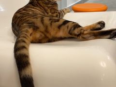 -泰国佛·塔罗·泰牌狐仙古曼