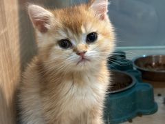 -BABIT巴比特宠物(MOMOPARK店)