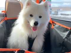 -多乐狗狗宠物训练工作室