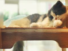 -飞行喵MR PILOT|猫舍·猫咖(静安大融城店)