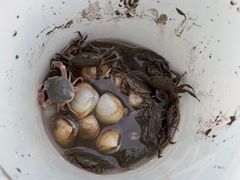 -南汇新城海滩