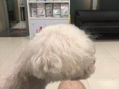 -申普宠物医院·心脏介入·心血管微创(总院)