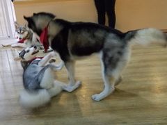 春杏-Husky Go! 哈士奇体验馆·宠物咖啡厅狗咖