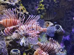 -太平洋海底世界