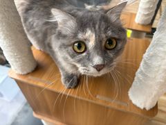 -纳吉亚猫专科动物诊疗中心(蒋宅口分院)