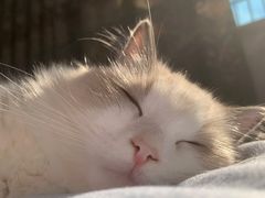 -秀猫阁·猫咪花园(万达店)