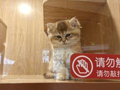 -米乐乖乖猫咪咖啡馆·猫咖(深圳湾后海汇店)