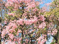 -风云岭森林公园