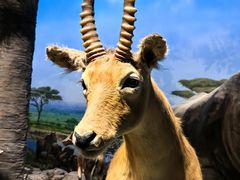 -国家自然博物馆