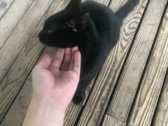 -瑞派名望24h动物医院异宠专科·猫专科·骨科·重症监护分院