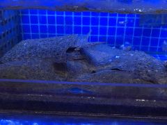 -鸽子侯·家宴·平价海鲜(绿地店)
