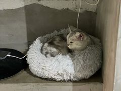 -浣熊柯尔鸭土拨鼠·电玩咖