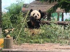 -西霞口神雕山野生动物世界
